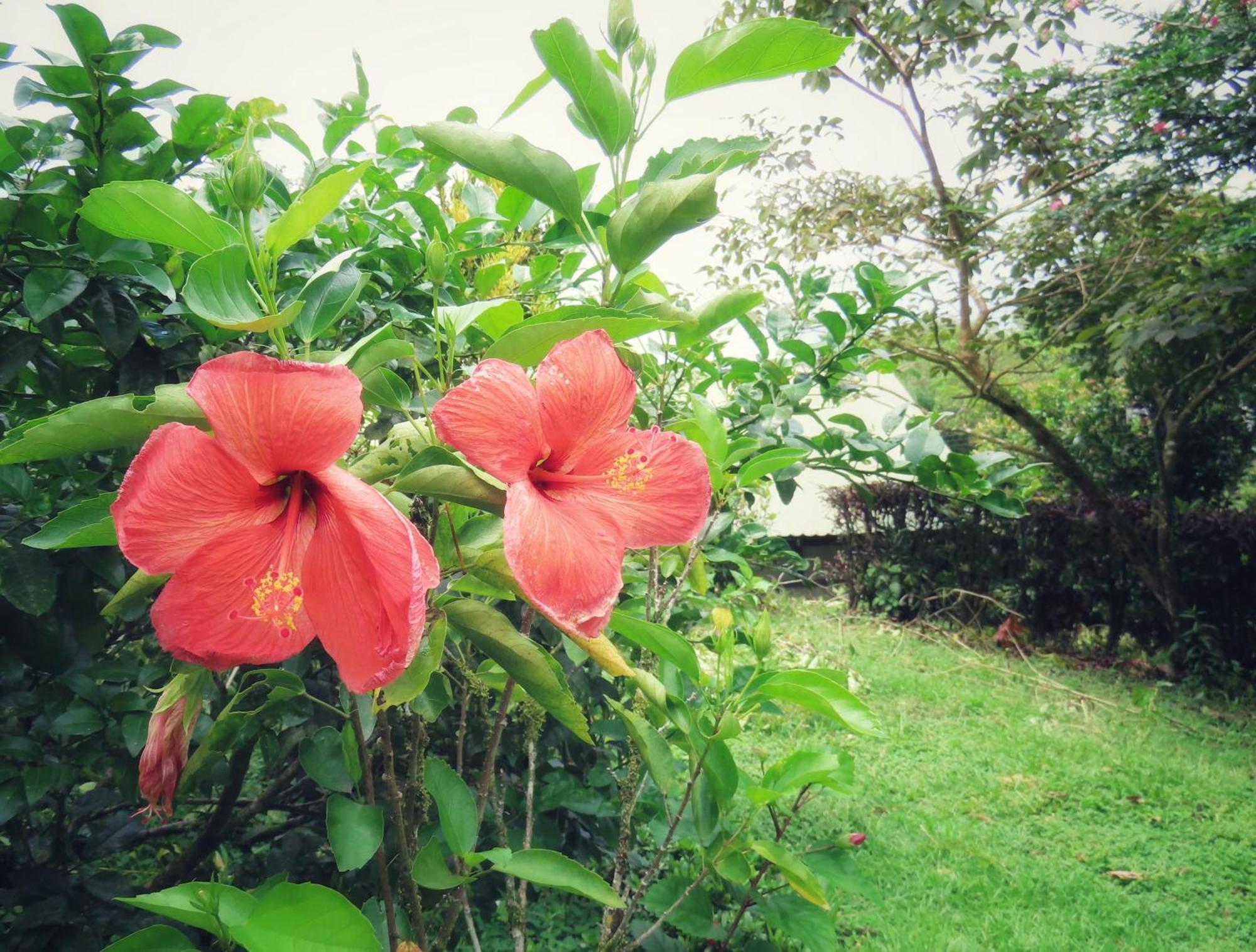 Bella Vista Corcovado Hotel Drake Bay ภายนอก รูปภาพ