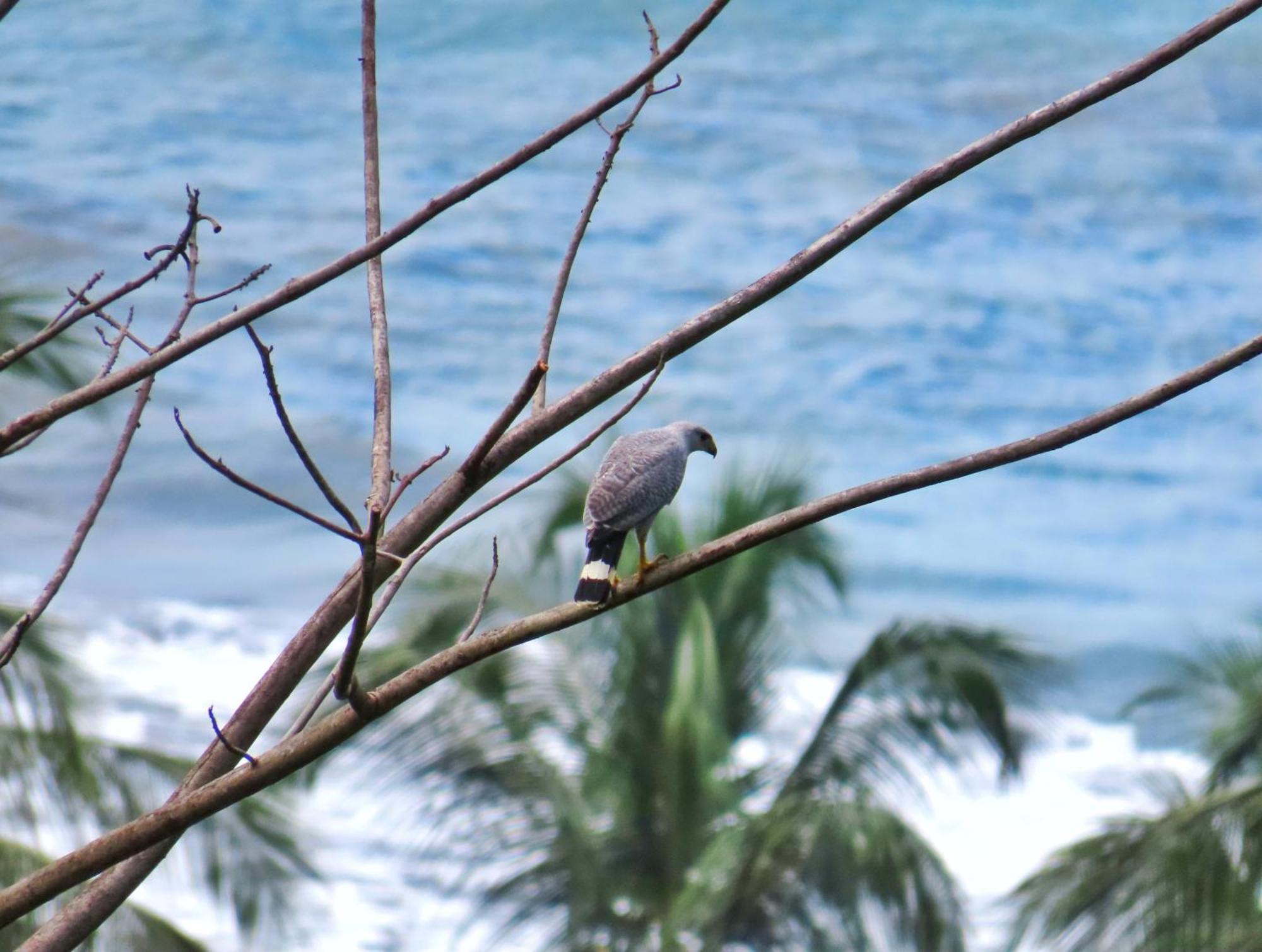 Bella Vista Corcovado Hotel Drake Bay ภายนอก รูปภาพ
