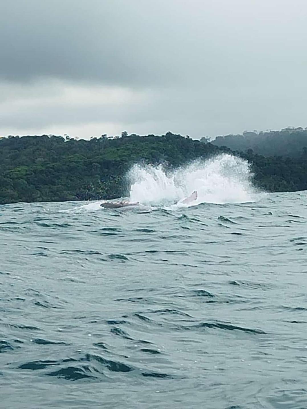 Bella Vista Corcovado Hotel Drake Bay ภายนอก รูปภาพ